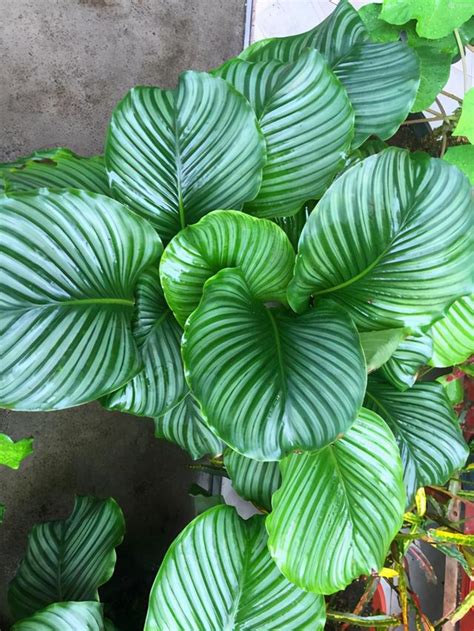 朝北陽台植物|東、南、西、北陽台小知識 